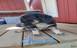 Australian Cattle Dog dogs for sale: Chaol - Image 1