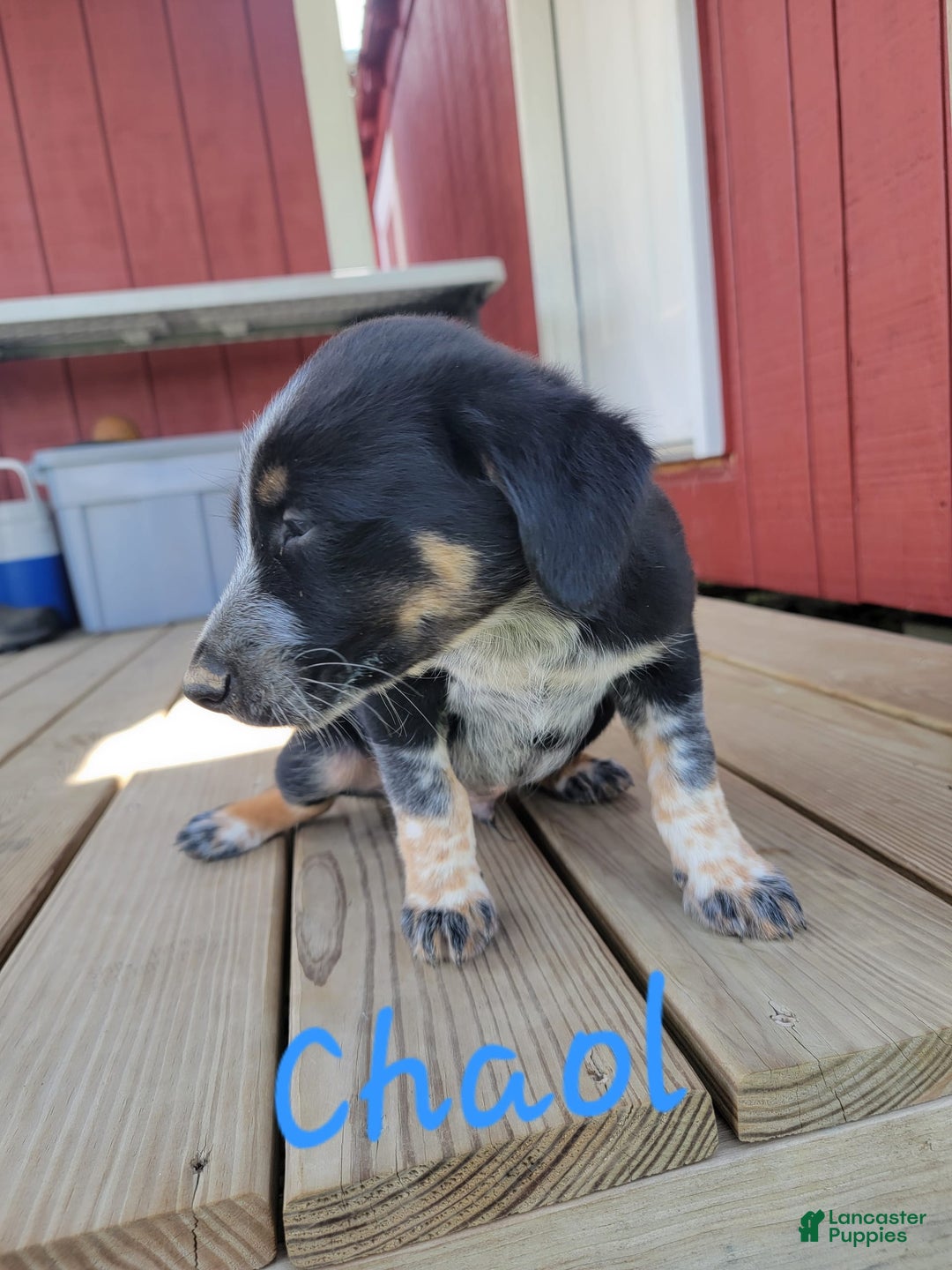 Australian Cattle Dog dogs for sale: Chaol - Image 1