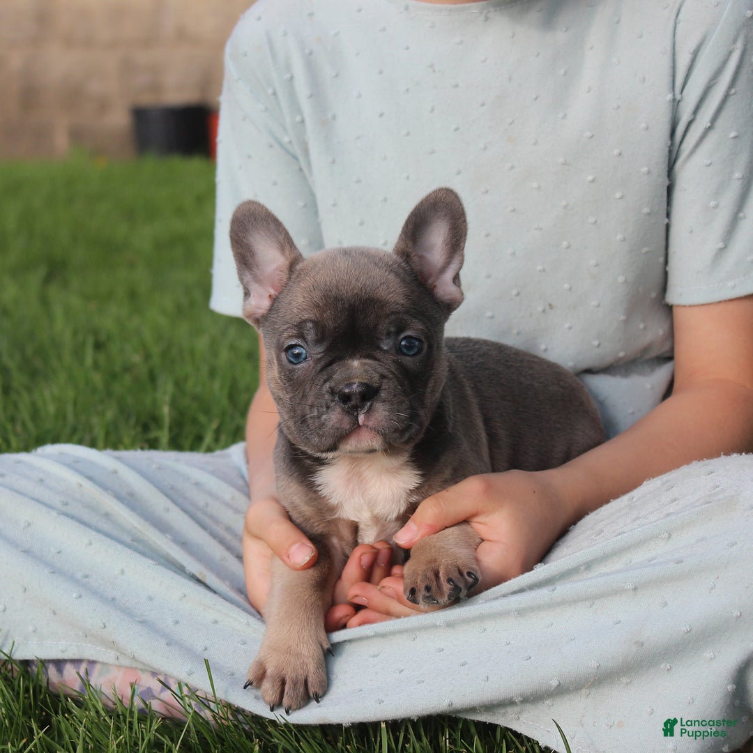 French Bulldog dogs for sale: French Bulldog 3 puppies - Image 23