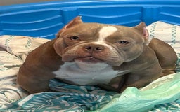 American Bully dogs for sale: Scar - Image 2