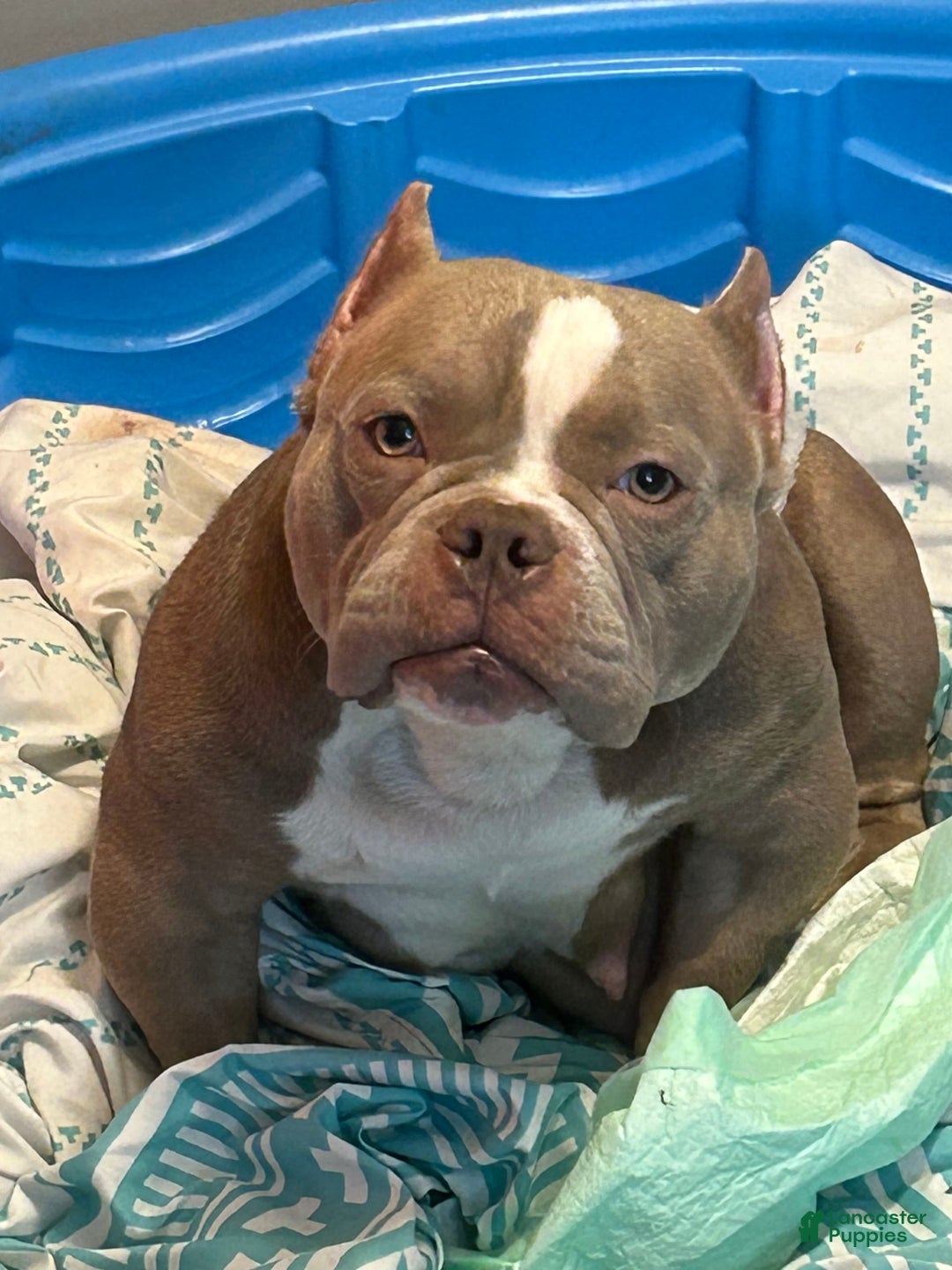 American Bully dogs for sale: Scar - Image 2