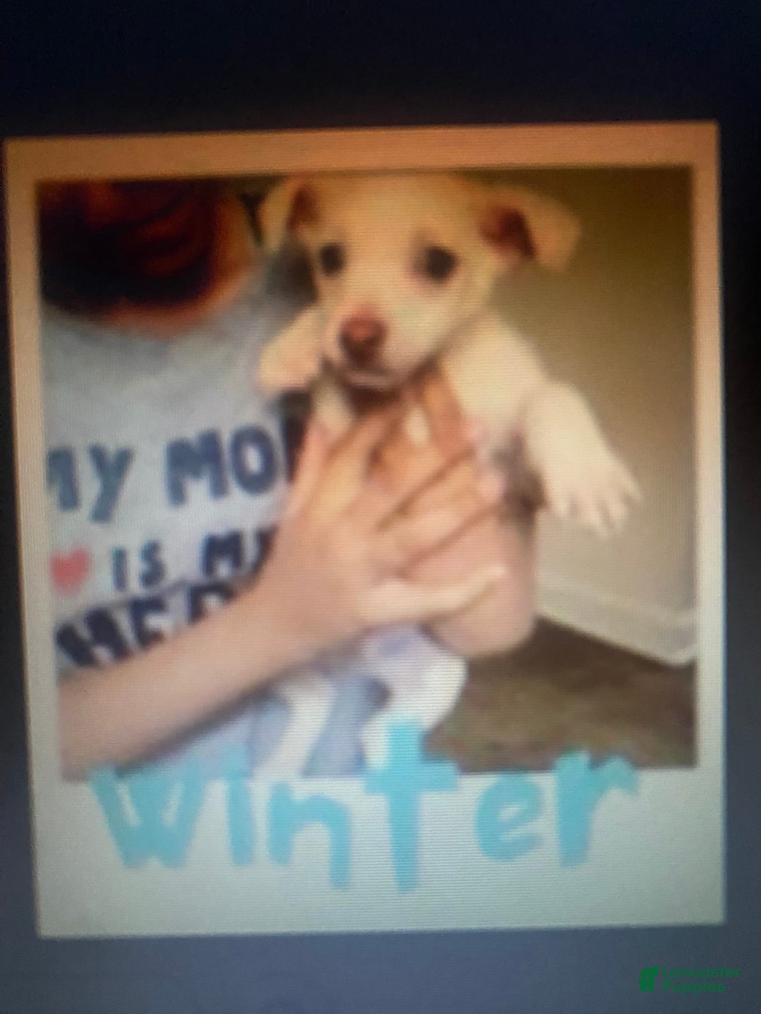 Mountain Cur dogs for sale: Winter - Image 2
