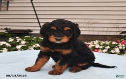 Goldador dogs for sale: Izzy - Image 1