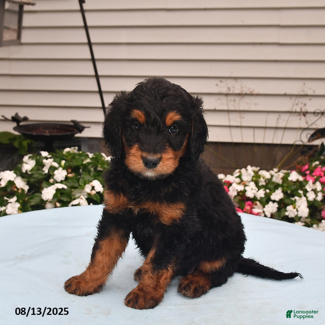 Goldador dogs for sale: Izzy - Image 1