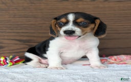 Beagle dogs for sale: Toby - Image 11