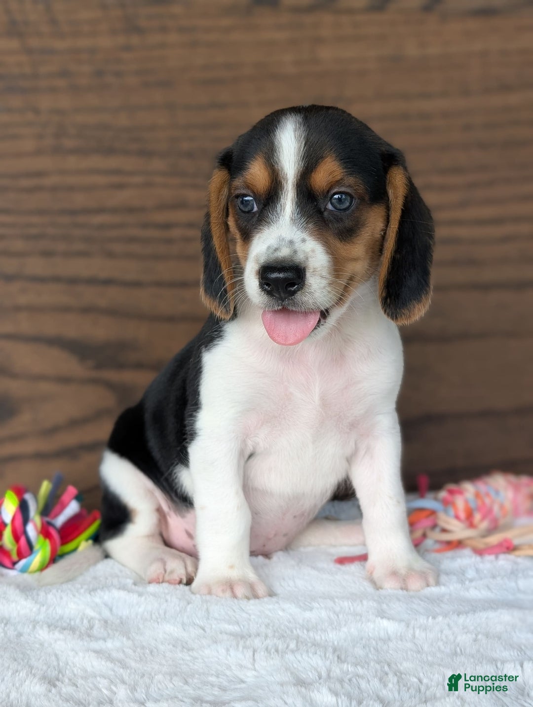 Beagle dogs for sale: Toby - Image 11