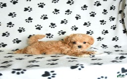Cavapoo dogs for sale: Alex - Image 10