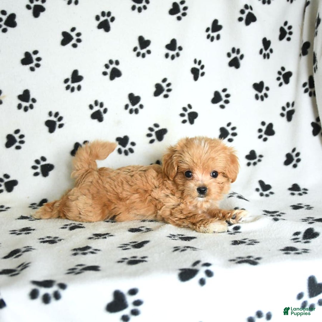 Cavapoo dogs for sale: Alex - Image 10