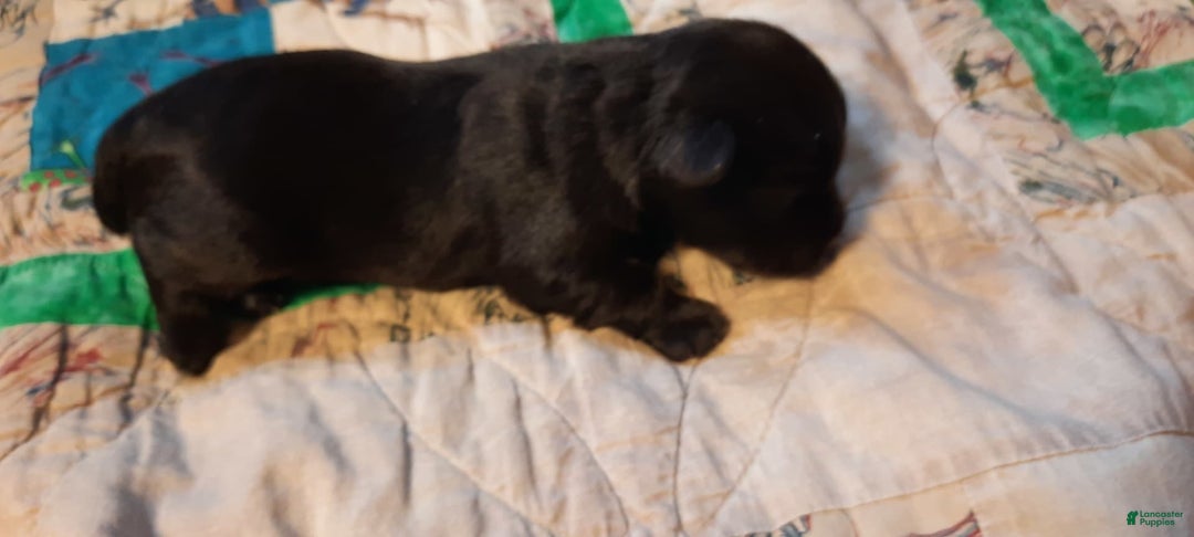 Miniature Schnauzer dogs for sale: Boy1 - Image 4