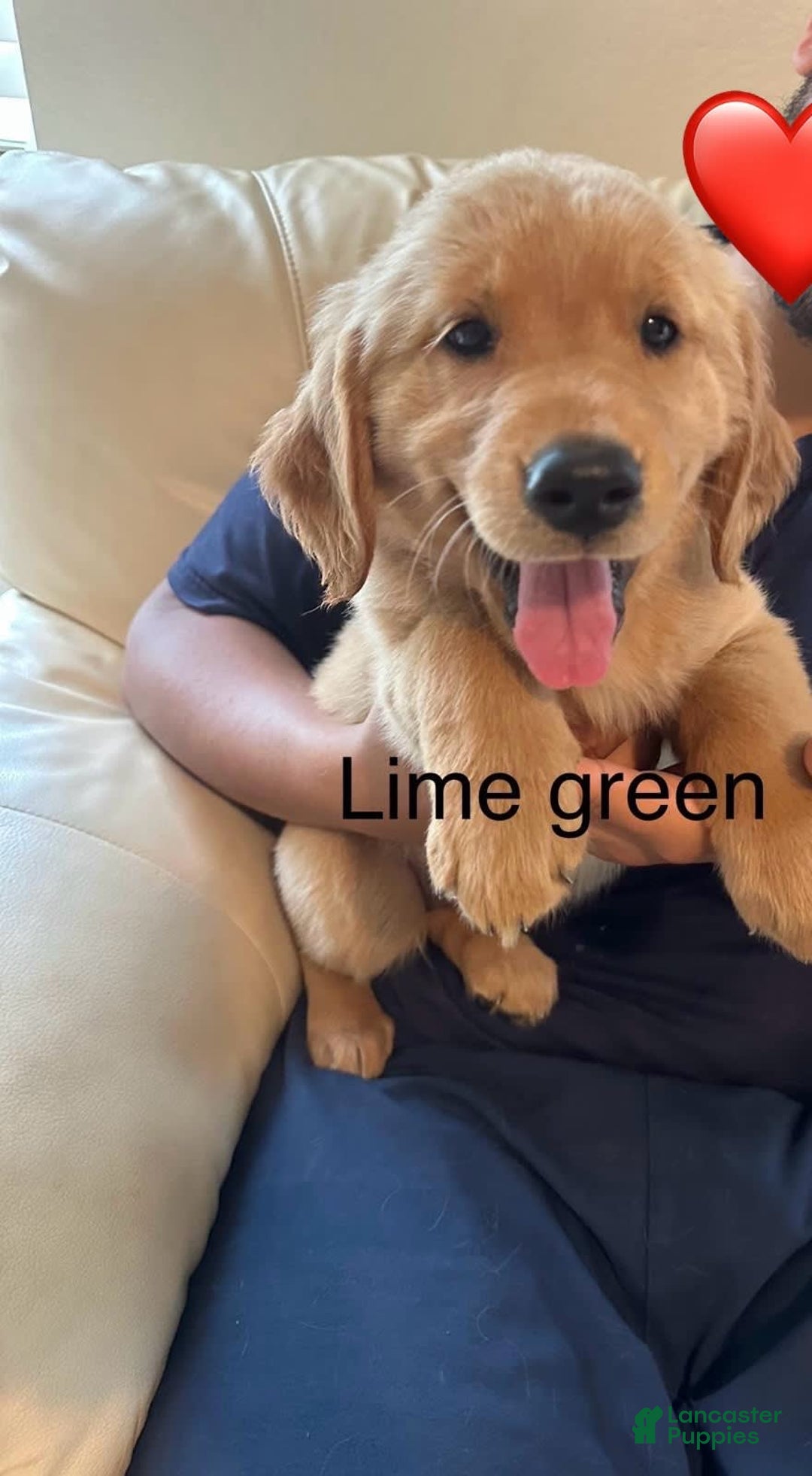 Golden Retriever dogs for sale: Lime Green - Image 1