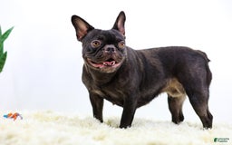 French Bulldog dogs for sale: Aspen - Image 6