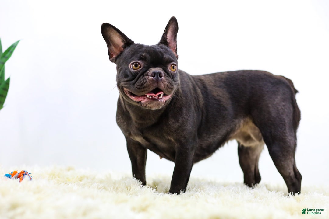 French Bulldog dogs for sale: Aspen - Image 6