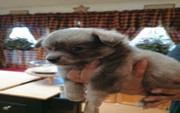 Chihuahua dogs for sale: Nacho Silver Blue - Image 2