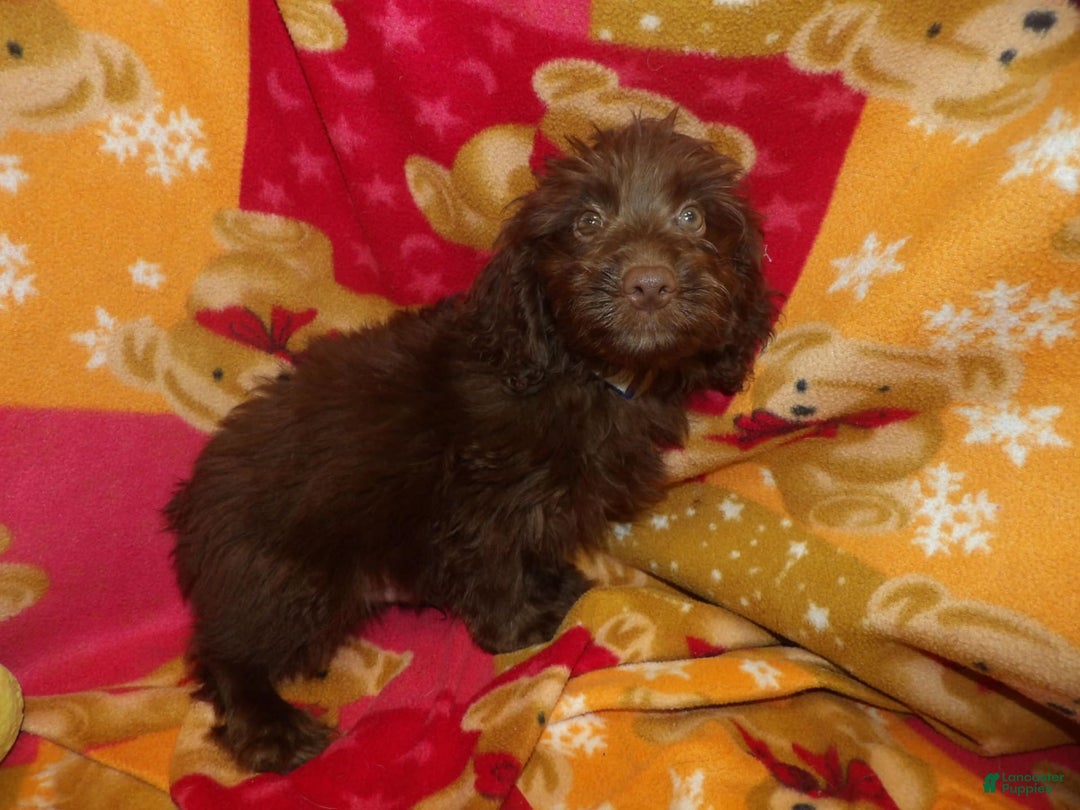 Aussiedoodle dogs for sale: BROWNIE - Image 2