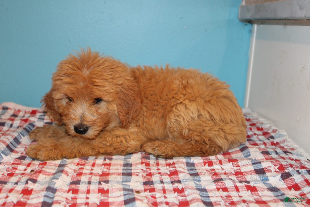 Mini Goldendoodle dogs for sale: Mack Mini - Image 7