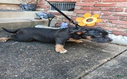 American Bully dogs for sale: Green Col - Image 13