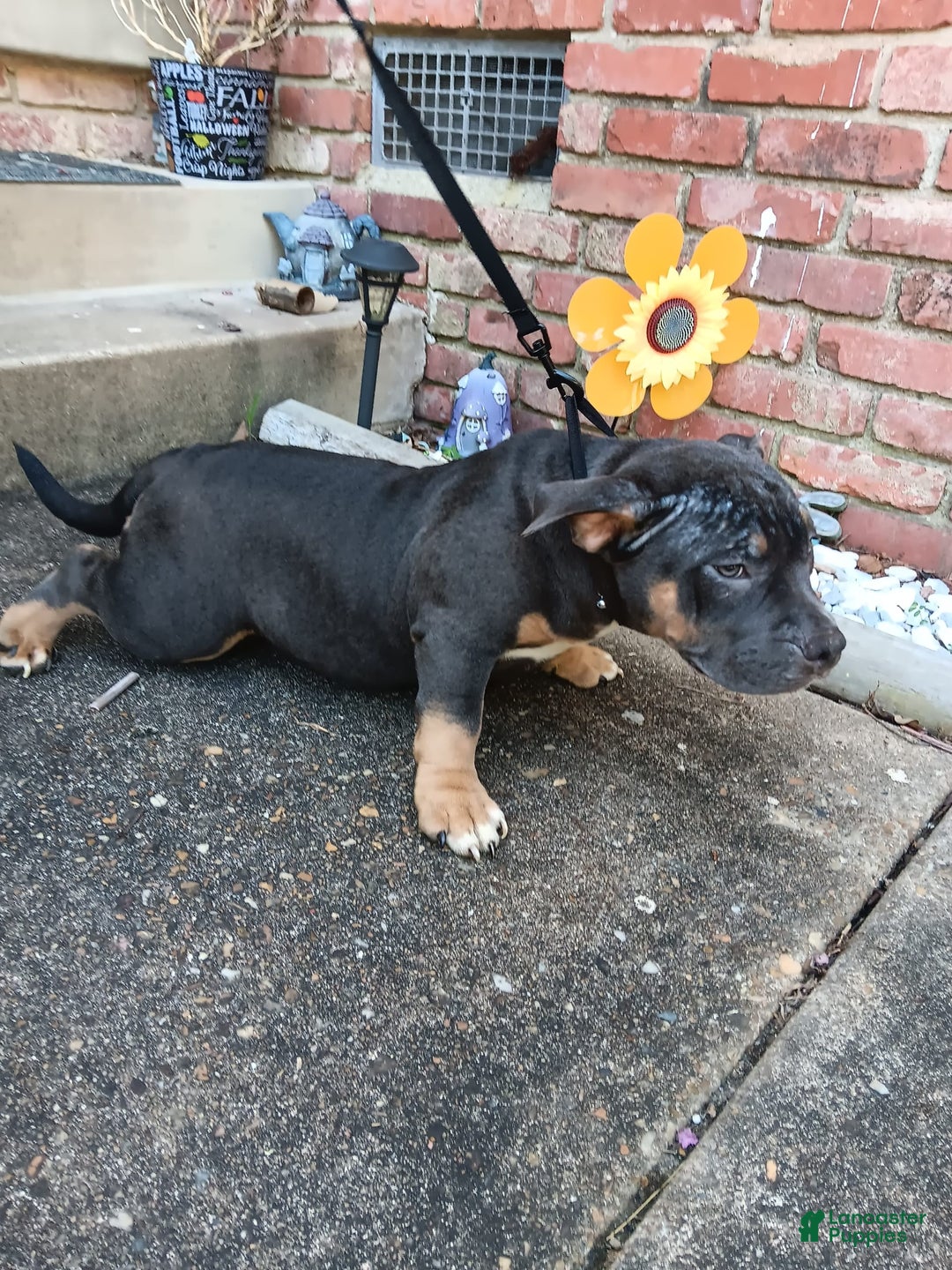 American Bully dogs for sale: Green Col - Image 13
