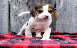 Beagle dogs for sale: Kylo - Image 18