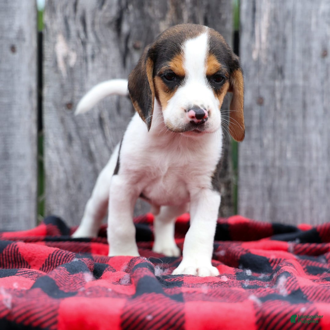 Beagle dogs for sale: Kylo - Image 18