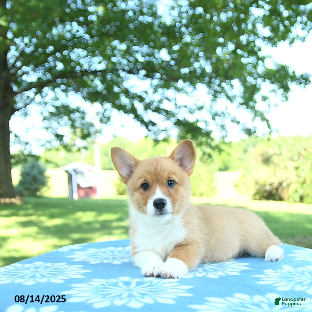 Welsh Corgi Pembroke dogs for sale: Mable - Image 2
