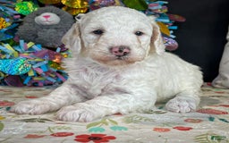 Miniature Poodle dogs for sale: Zella - Image 11