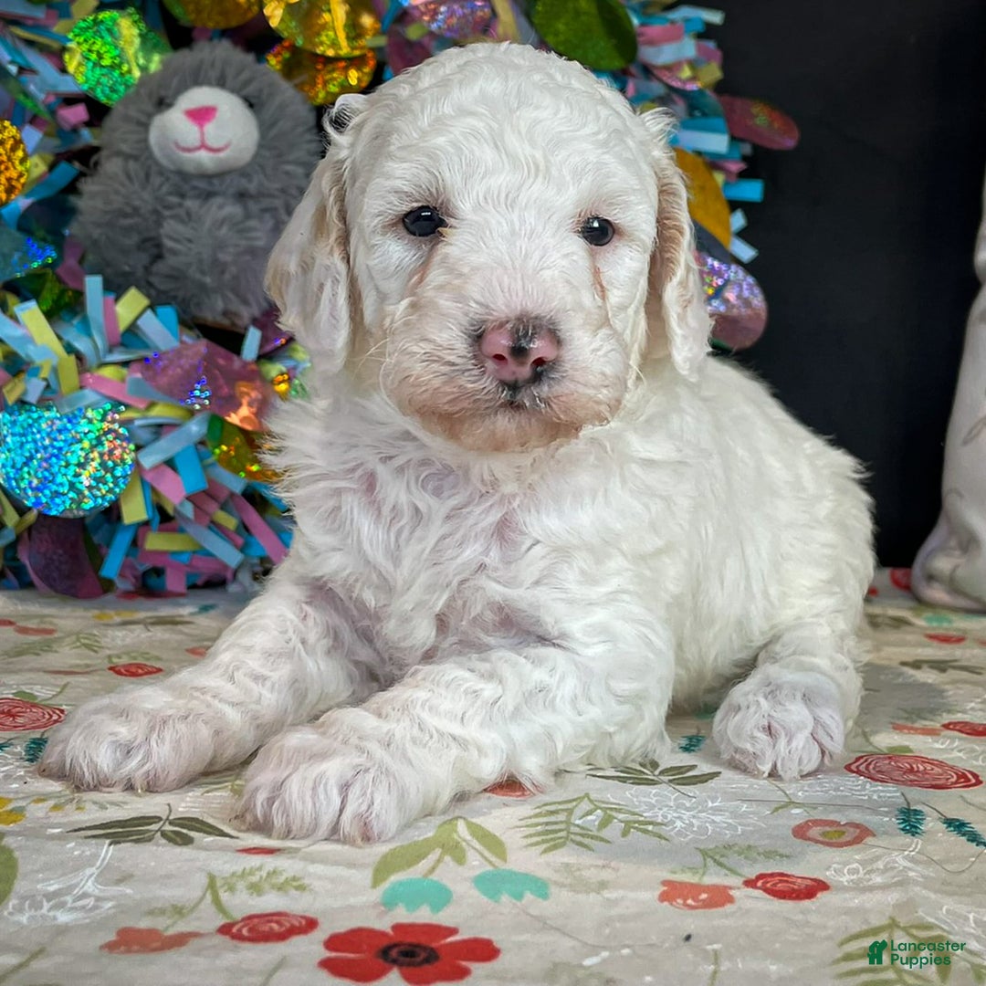 Miniature Poodle dogs for sale: Zella - Image 11
