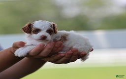 Toy Poodle dogs for sale: Muffler - Image 5