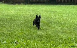 Belgian Malinois dogs for sale: Akc Certified Male 7 - Image 12