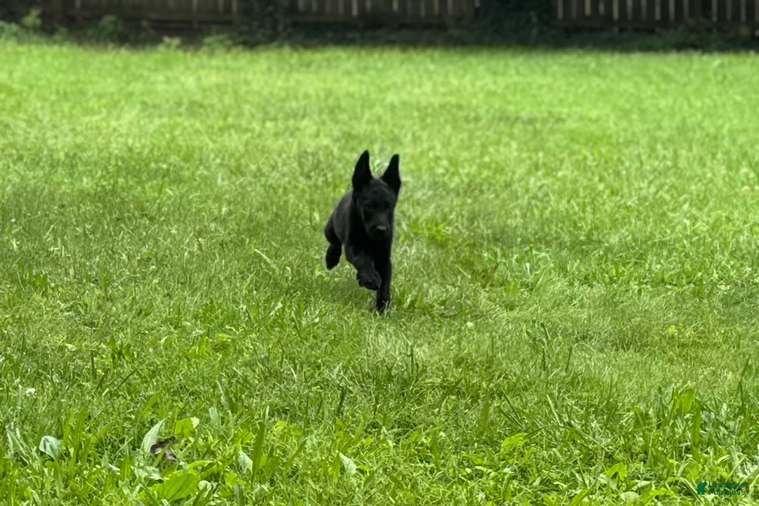 Belgian Malinois dogs for sale: Akc Certified Male 7 - Image 12