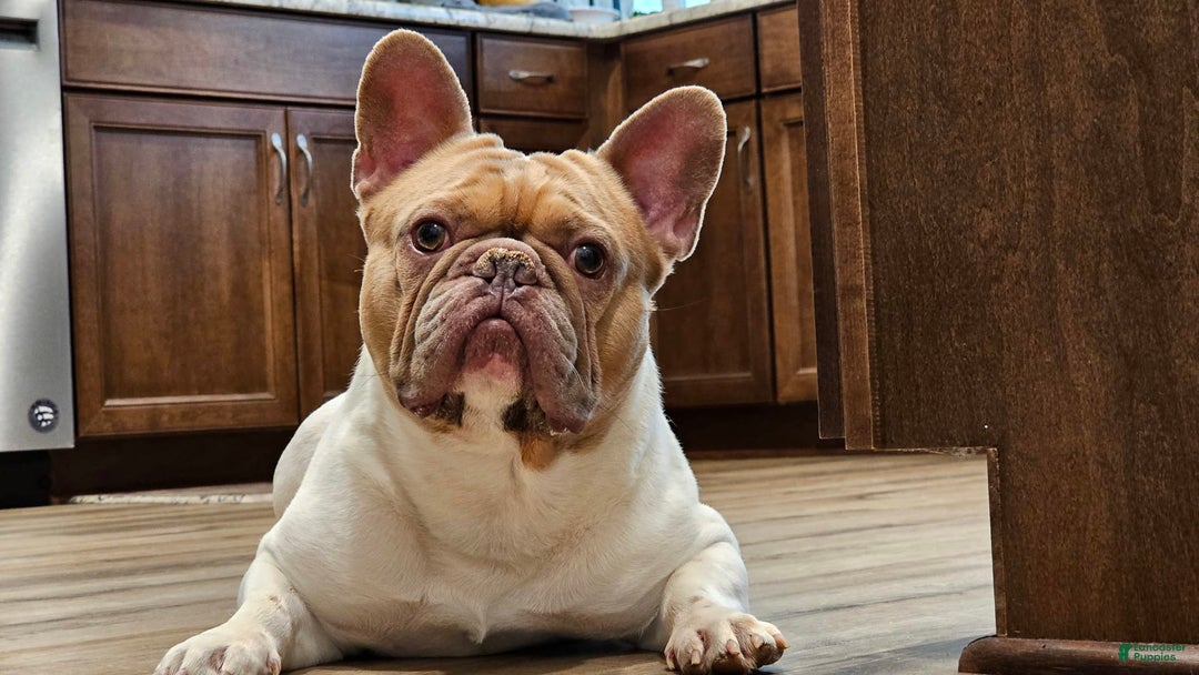 French Bulldog dogs for sale: Lita - Image 5
