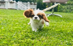 Cavalier King Charles Spaniel dogs for sale: Mr. Wiggles - Image 1