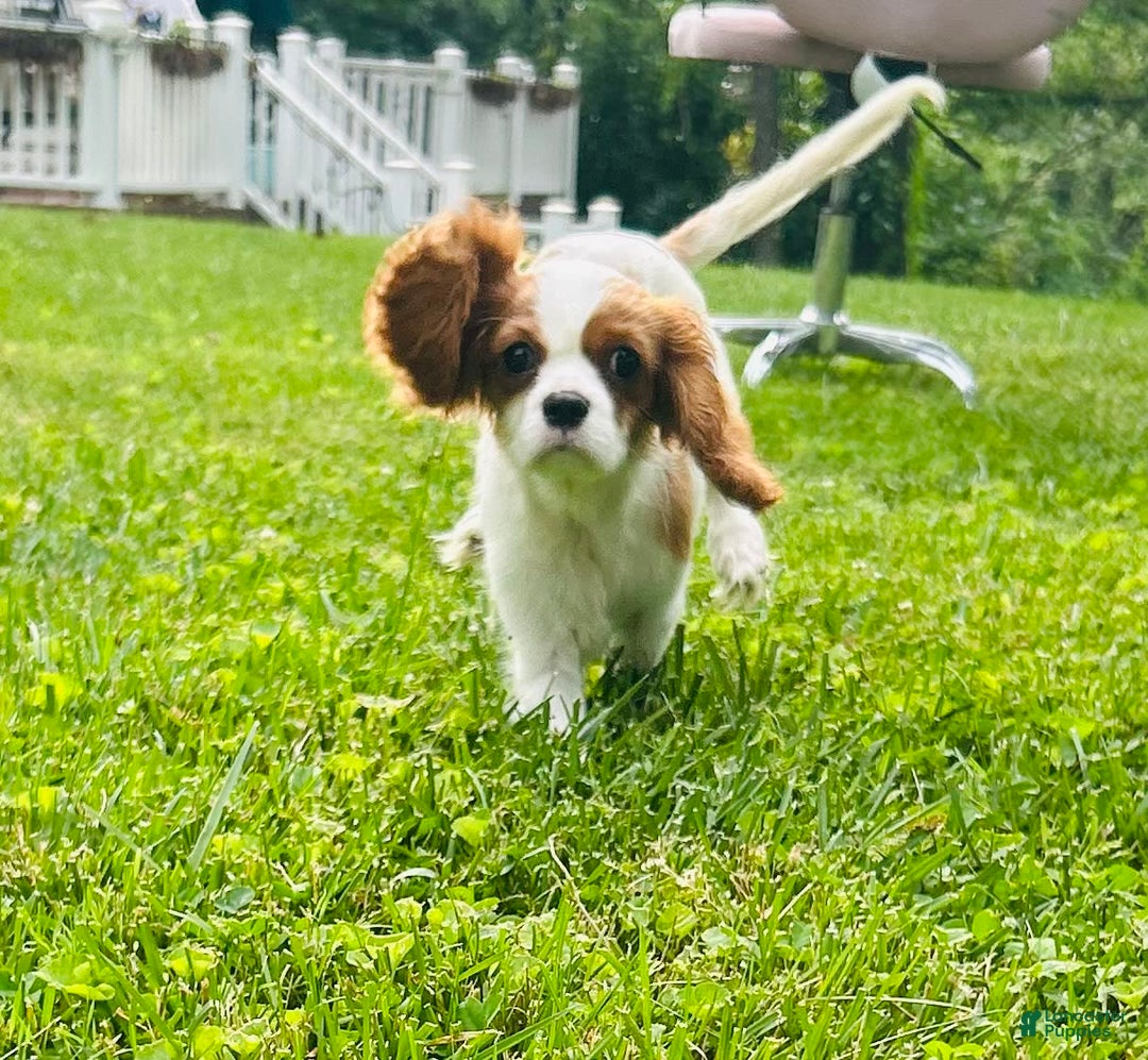 Cavalier King Charles Spaniel dogs for sale: Mr. Wiggles - Image 1