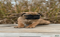Bullmastiff dogs for sale: Mable - Image 1