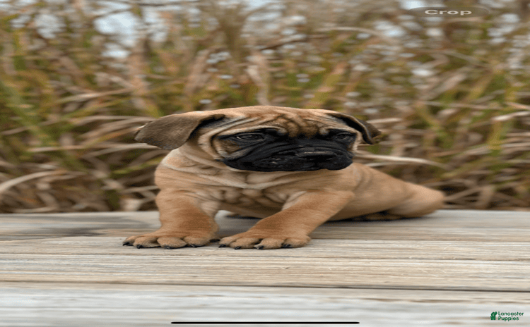 Bullmastiff dogs for sale - Ad 2