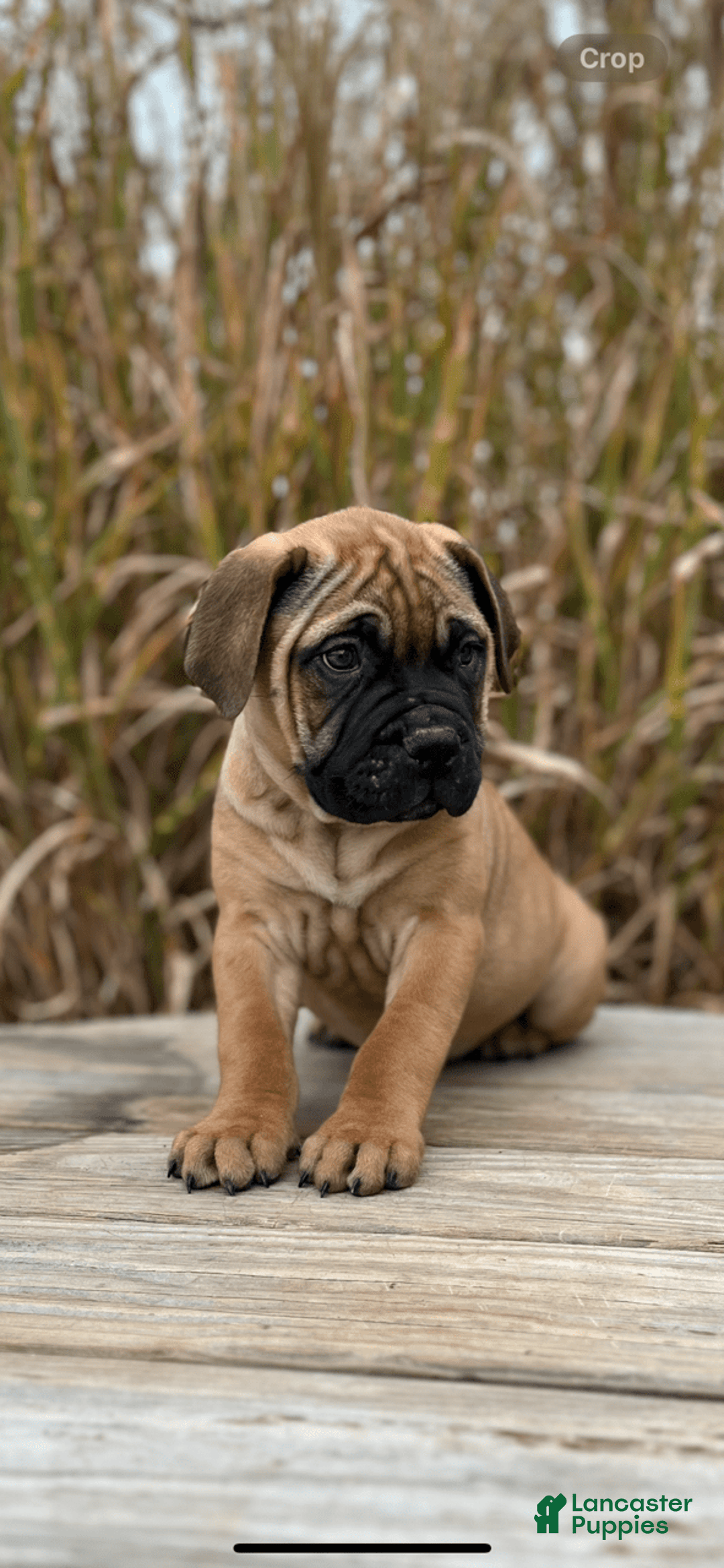 Bullmastiff dogs for sale: Mable - Image 1