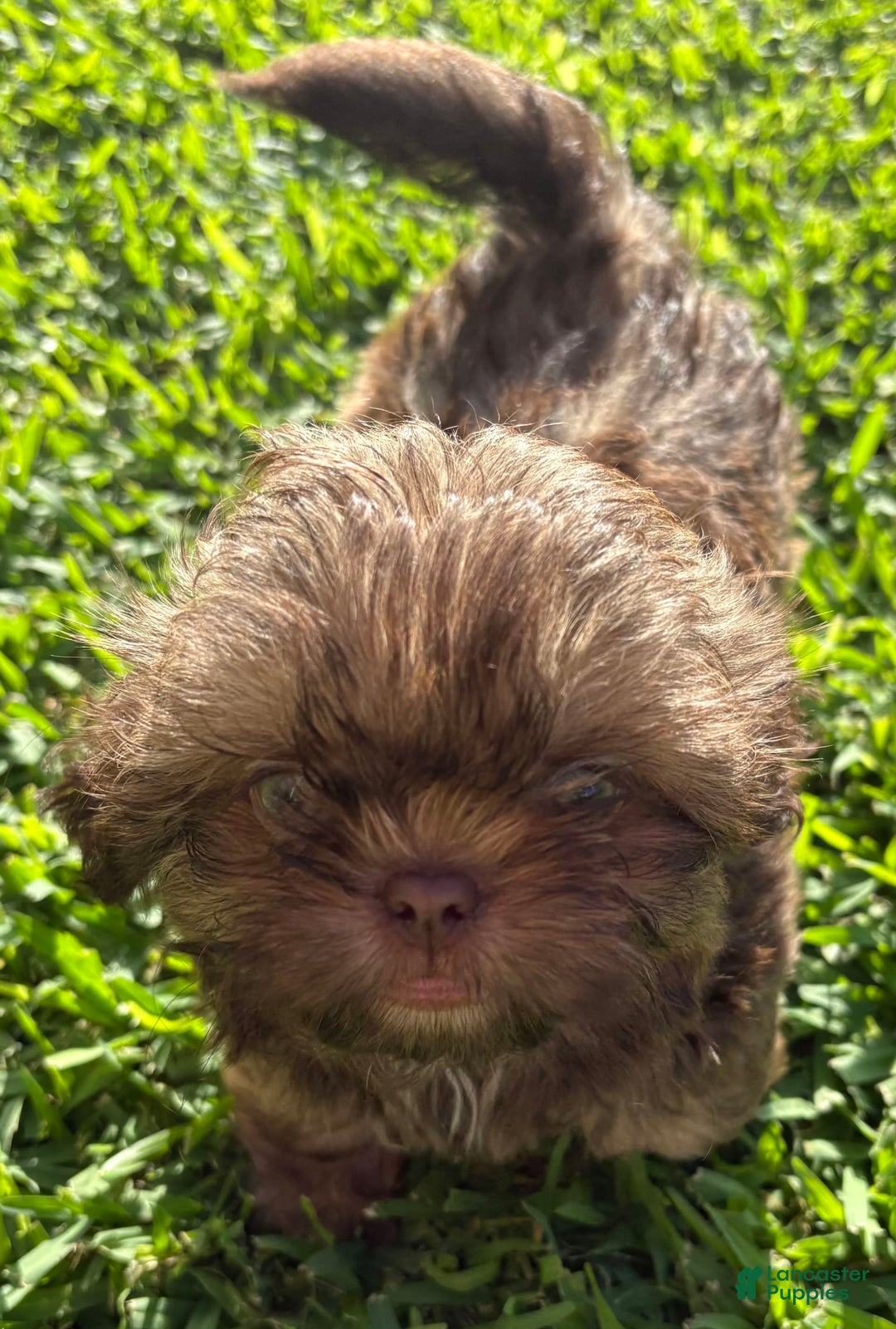 Shih Tzu dogs for sale: Karlton - Image 20