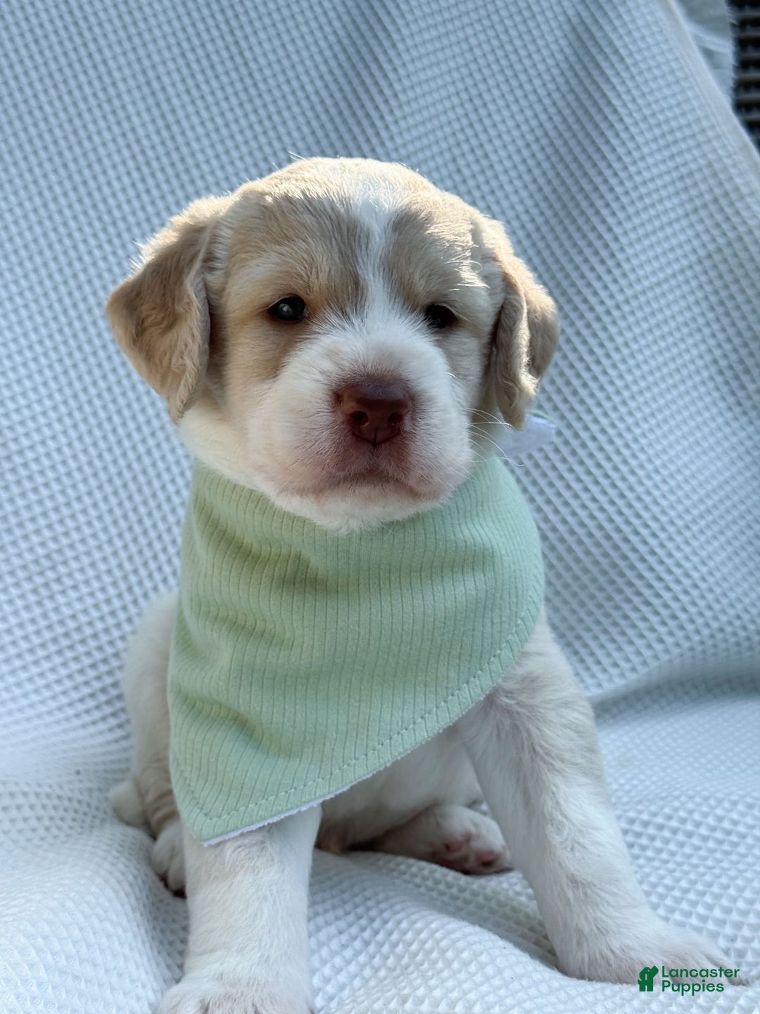 Labradoodle dogs for sale: Pumpkin - Image 9
