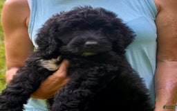 Goldendoodle dogs for sale: Brooklyn - Image 4