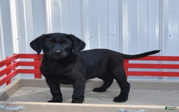 Labrador Retriever dogs for sale: Lassie - Image 6