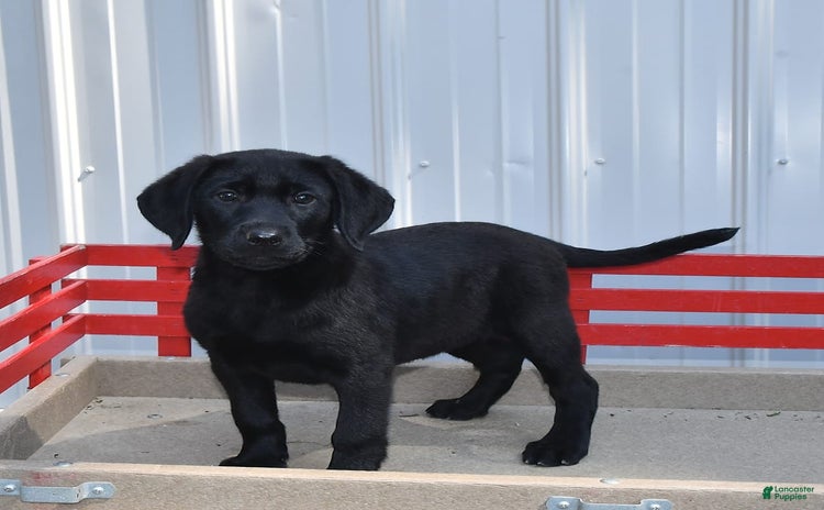 Labrador Retriever dogs for sale - Ad 1