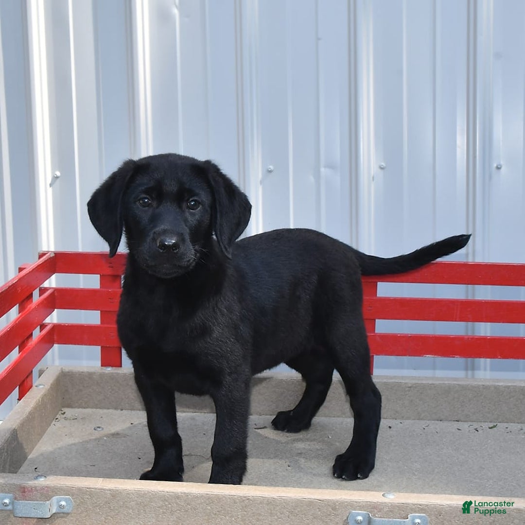 Labrador Retriever dogs for sale: Lassie - Image 6