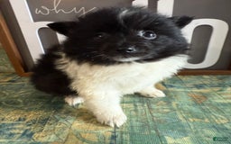 Pomeranian dogs for sale: Abby - Image 13