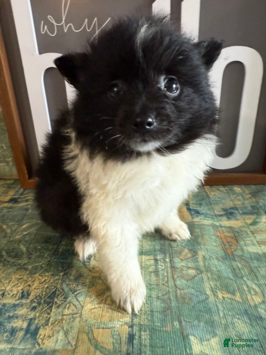 Pomeranian dogs for sale: Abby - Image 13