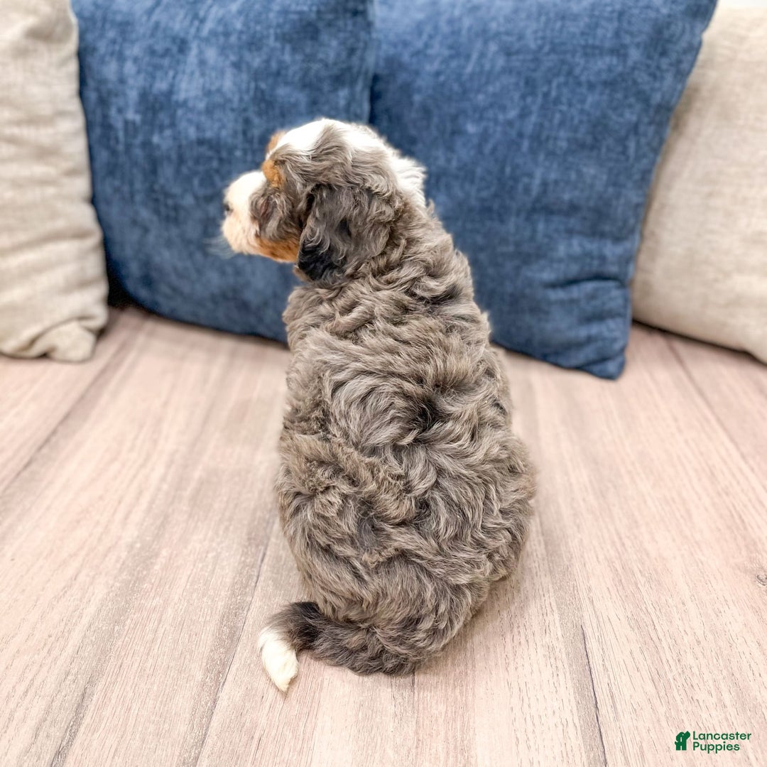 Mini Bernedoodle dogs for sale: Skye - Image 2