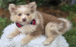 Pomsky dogs for sale: Pete - Image 1