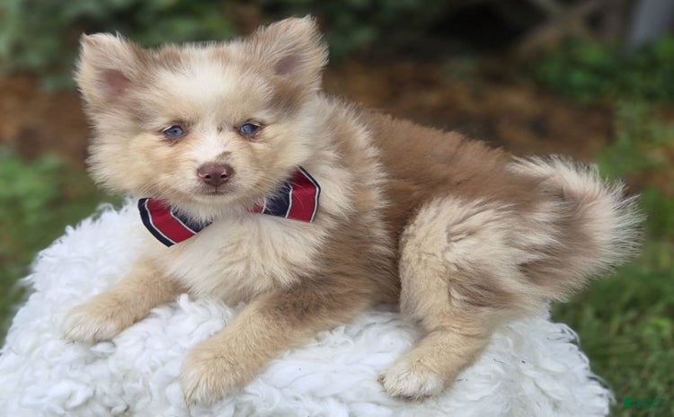 Pomsky dogs for sale - Ad 4