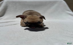 French Bulldog dogs for sale: Scooby - Image 1