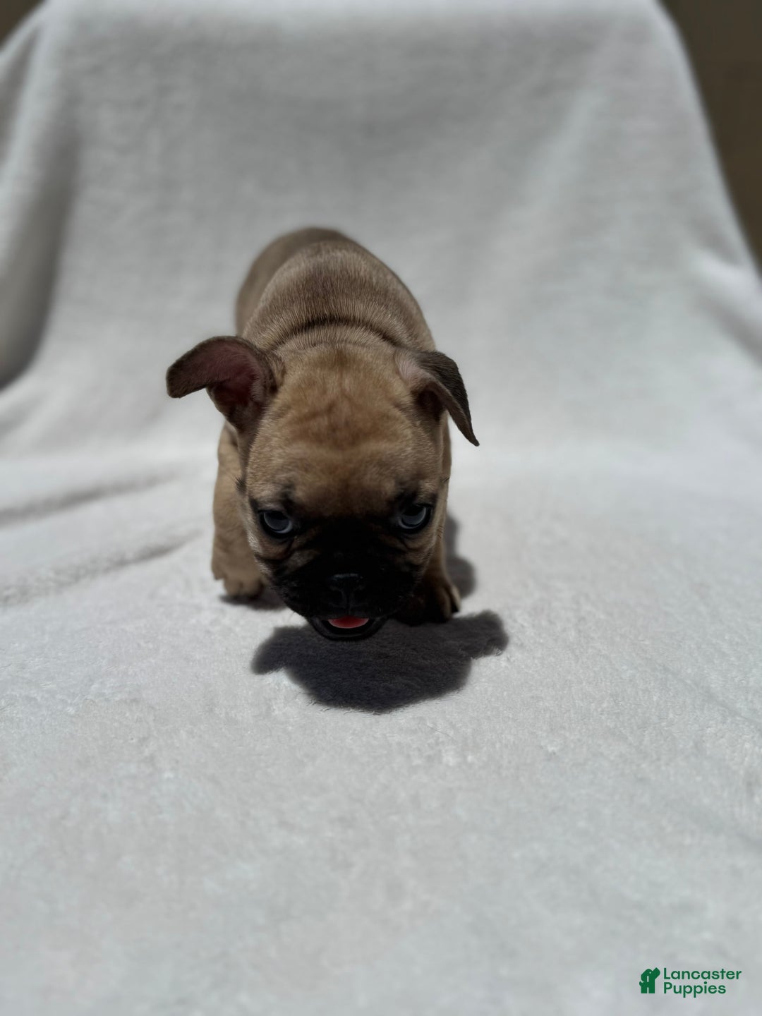 French Bulldog dogs for sale: Scooby - Image 1