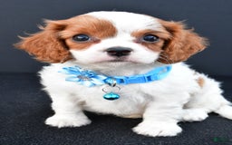 Cavapoo dogs for sale: Cavapoo 4 puppies - Image 1