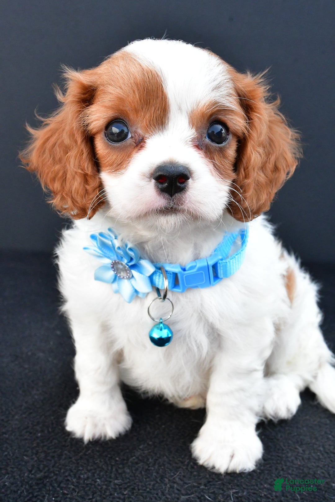 Cavapoo dogs for sale: Cavapoo 4 puppies - Image 1